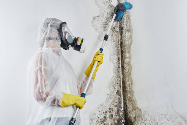 Best Mold Testing  in Baxter, TN