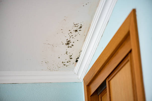 Best Emergency Mold Removal  in Baxter, TN