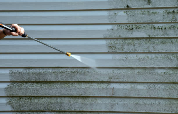 Best Professional Mold Removal  in Baxter, TN
