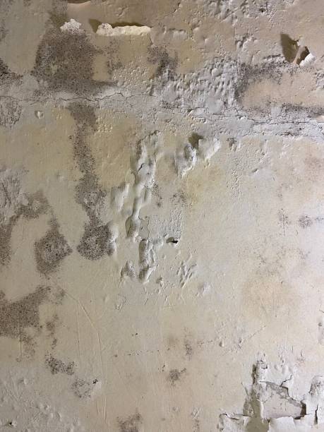 Baxter, TN Mold Removal Company