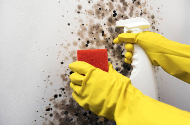 Best Mold Testing  in Baxter, TN