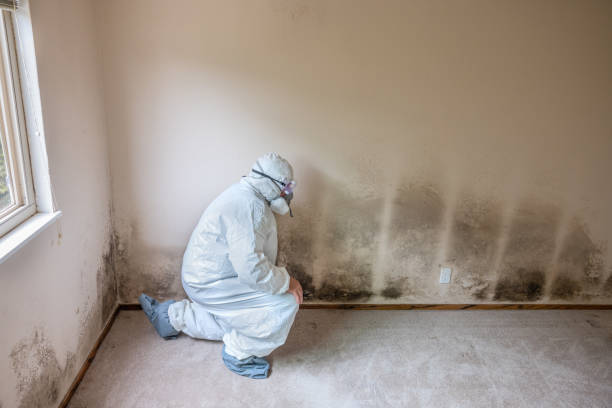 Best Mold Removal and Inspection  in Baxter, TN