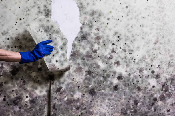 Best Attic Mold Removal  in Baxter, TN