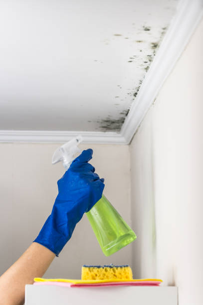 Best Same-Day Mold Removal  in Baxter, TN